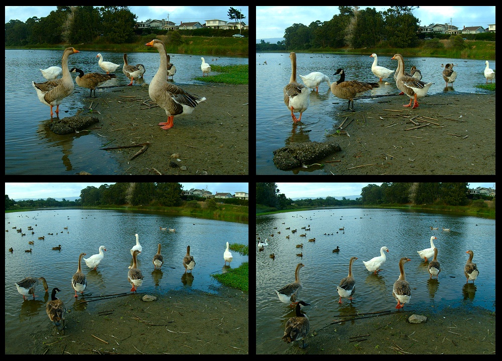 (33) duck montage.jpg   (1000x720)   408 Kb                                    Click to display next picture